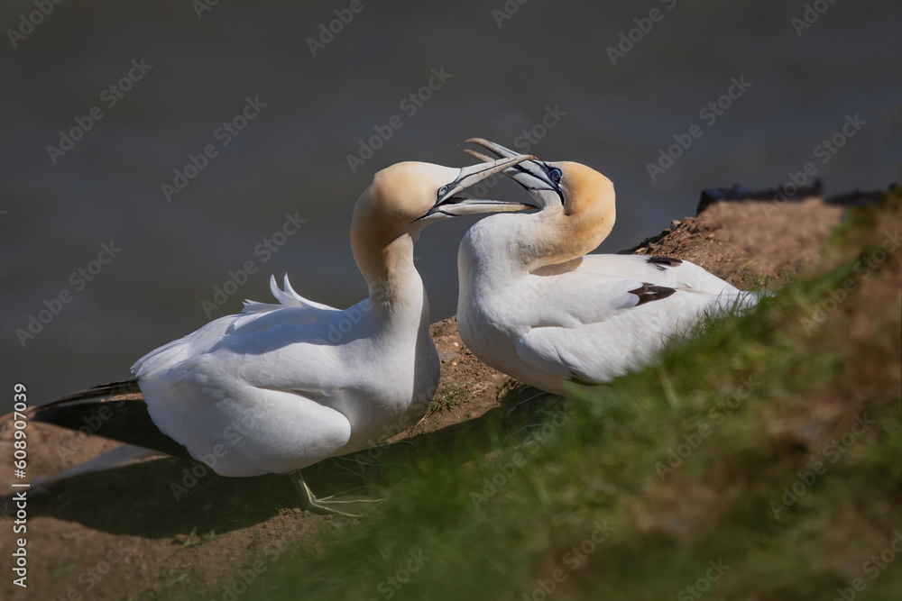 Aufkleber close up study of two gannets fighting. One has its beak firmly fixed around the others