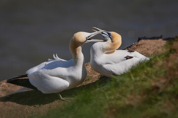 close up study of two gannets fighting. One has its beak firmly fixed around the others