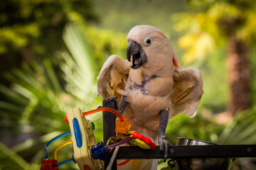 Pink parrot on a perch with the toys