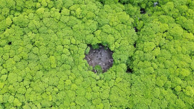 Okinawa, Japan: Overhead drone footage of a mangrove forest on the Ishigaki island in Okinawa in Japan. Shot with an upward motion
