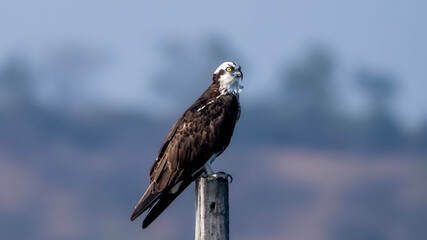 osprey (Pandion haliaetus) also called sea hawk