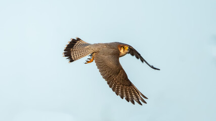 The red-necked falcon (Falco chicquera)