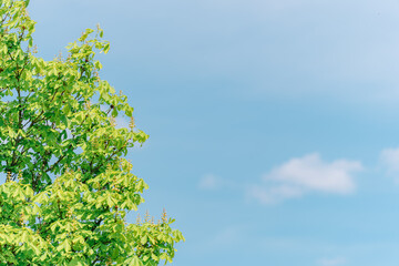 Refreshing green leaves and blue sky