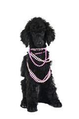  puppy standard poodle in studio