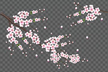 Cherry blossom branch with sakura flower cherry blossom  sakura flowers with falling petals