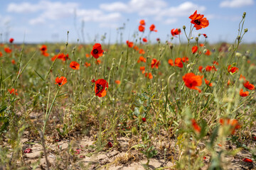 Obraz na płótnie Canvas Wild poppies of the Chuy Valley. Southern Kazakhstan, in the northern part of the Tian Shan.