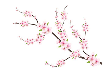 Cherry blossom branch with  realistic sakura with pink flowers, cherry blossom  with cherry bud and pink sakura flower