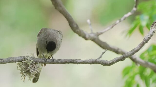 Crowned slaty flycatcher looks down perched on tree branch with bundle of moss