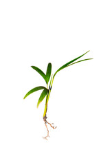 a small sapling of a tree on a white background, Ptychosperma macarthurii Nichols.