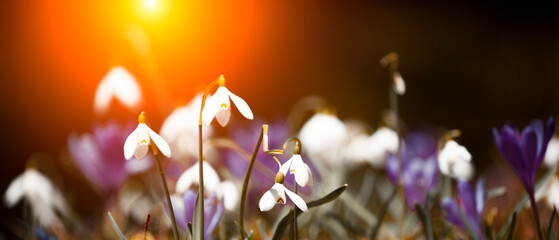 flowering spring pink white  flowers, fantastic macro photo of crocuses and snowdrops flowers in...