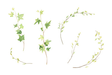 Spring branches with young green leaves. Ivy clipart. Watercolor set. Hand drawn illustration isolated on white background. Floral botanical elements for decoration design. © Victoria Pak