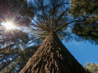 Low angle view of an old Moroccan Atlas cedar tree (Cedrus atlantica) in the Cedre Gouraud Forest...