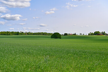 Big open farmers field with one big tree