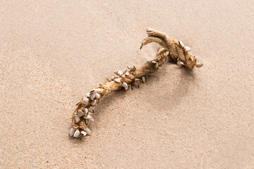 Goose barnacles or gooseneck barnacles on marine rope on the sand beach.