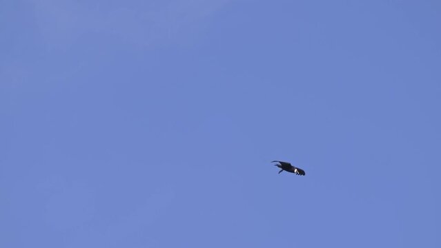 Andean condor (Vultur gryphus) soaring in a long shot against a cloudless blue sky, with wings wide and a slow descent. 6 sec