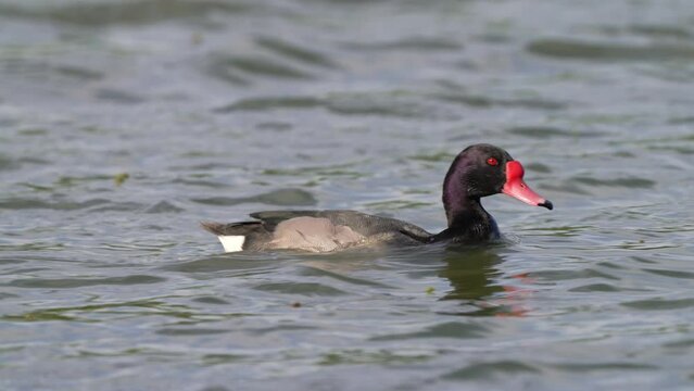  Netta peposaca ruffling feathers under its chin, bobbing and moving forward in a profile long shot. 11-second clip in daylight.