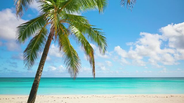 Coconut tree on the white sandy beach of Saona Island, Dominican Republic. Landscape of bright nature of paradise island. Summer vacation background. View of a beautiful tropical beach in Punta Cana.