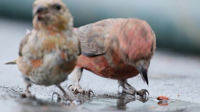 Red or Common Crossbills  (Loxia curvirostra) drinking water in slowmotion, isolated at 640mm