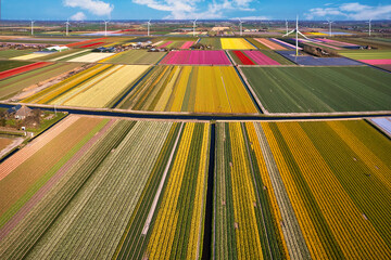 Aerial view of wind turbines with tulips fields in bloom in the Netherlands. Blossoming yellow, red, green, pink and purple tulips in a field with wind turbines in a Wind farm