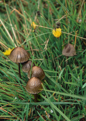mushroom in the grass