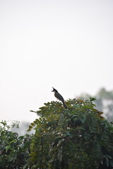 Red Whiskered Bulbul