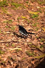 Magpie Robin