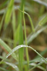 Dew Drops