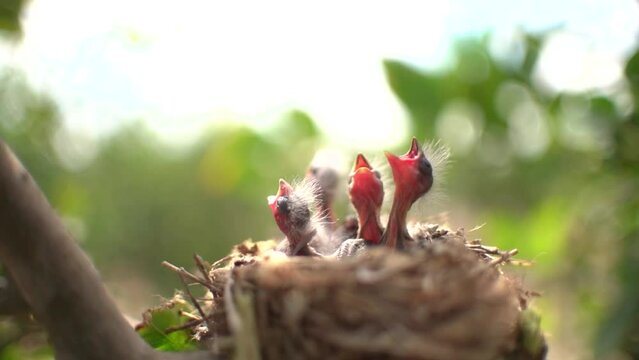 Newborn birds Sardinian warbler birds in a nest calling for their mother. Hungry babies Sylvia melanocephala are still blind and have no feathers. They are only a few hours old. Nestling baby birds.