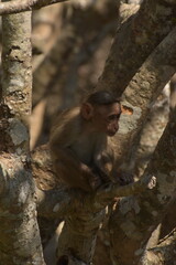 Bonnet Macaque Infant