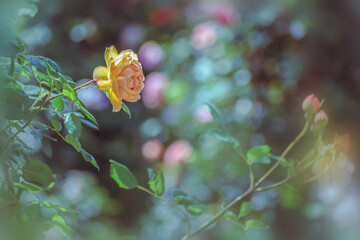 春の庭に咲くバラの花