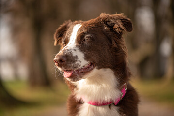 Portrait of a beautiful red bi Australian Shepherd against blurred background photographed in...