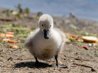 Schwan