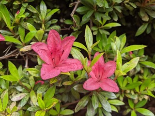 2 pink flowers in a garden