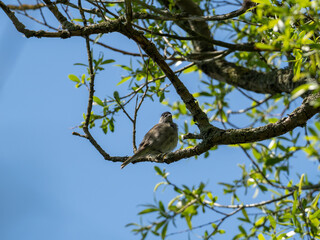 Vogel