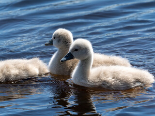 Schwan