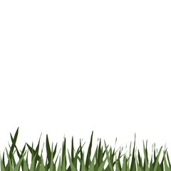 green grass background on white background