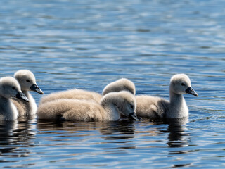 Schwan