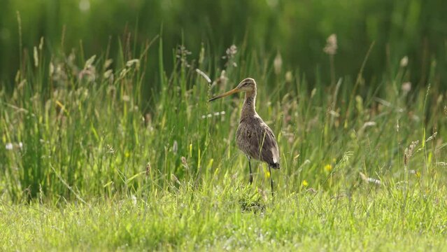 Profile and rear view of Black-tailed godwit standing amongst tall grass gazing