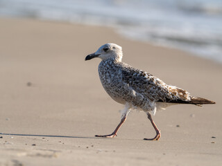 Möwe