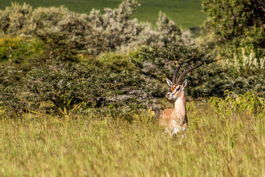 Southern Grant's Gazelle (Nanger granti) in the Longonot National Park, Kenya