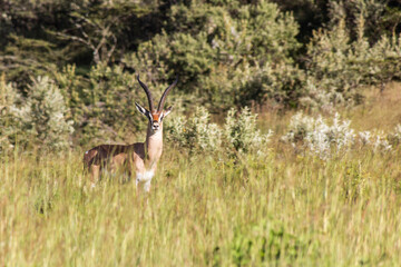 Southern Grant's Gazelle (Nanger granti) in the Longonot National Park, Kenya