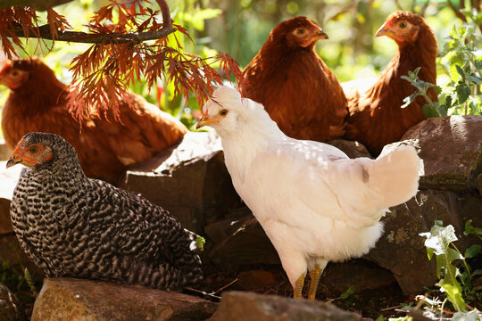 free range Backyard Chicken Speckledy, Blue emerald and columbiam blacktail breeds in the garden under tree