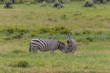 Obraz premium Zebras in the Hell's Gate National Park, Kenya