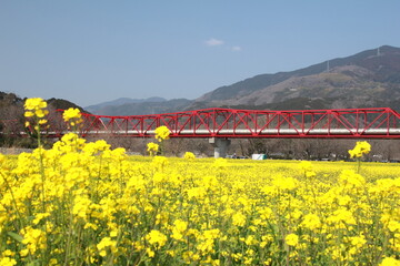 愛媛県大洲市五郎　満開の菜の花と赤橋