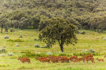 Naklejka premium Impalas (Aepyceros melampus) in the Hell's Gate National Park, Kenya