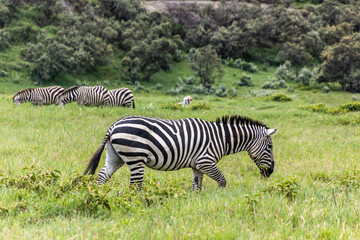 Fototapeta na wymiar Zebras in the Hell's Gate National Park, Kenya