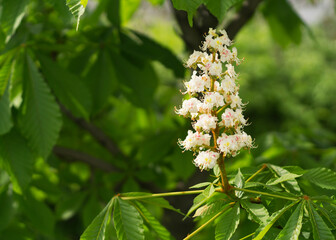 horse chestnut bloom in spring 33