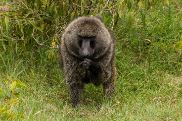 Olive Baboon (Papio anubis) in the Hell's Gate National Park, Kenya