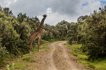 Giraffe in the Hell's Gate National Park, Kenya