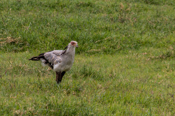 Secretary bird (Sagittarius serpentarius) in the Hell's Gate National Park, Kenya